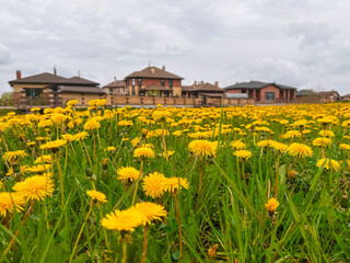 A field of dandelions on the background of a suburban cottage village. The concept of construction, sale of finished houses, development