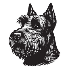 Black Scotch Terrier dog. Head, face. Beautiful vintage engraving illustration, emblem, icon, logo, sketch. Black lines. cut out, png	