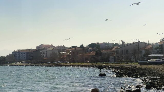 Seagulls flying by the sea in a small seaside town