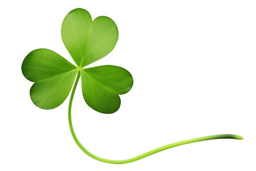 Green three leaf clover leaf