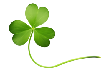 Green three leaf clover leaf