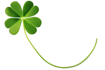 Green four leaf clover leaf