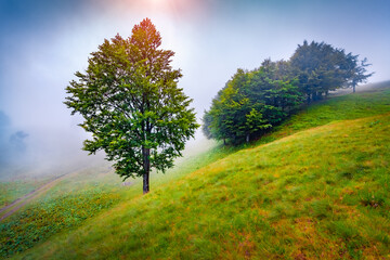 Green beech tree on the misty mountain valley. Spectacular summer view of Carpathian mountains at...