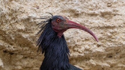 Ibis eremita, Ibis, Peligro de extinción, Vejer de la Frontera, Cádiz, ave, animal, naturaleza, pico, fauna, 