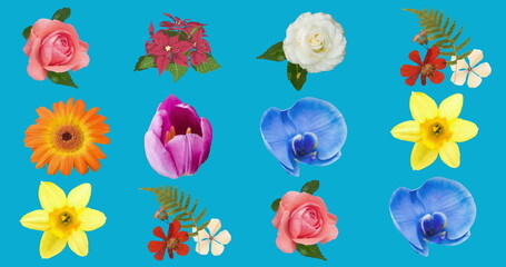 Image of flowers moving in hypnotic motion on blue background