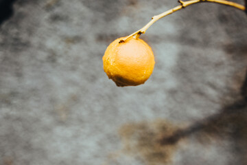 Man hand holding fresh lemon with dewdrops hanging on the branches