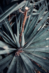 Agave tequilana, commonly called blue agave (agave azul) or tequila agave plants on a garden