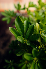 New garden plants in spring season