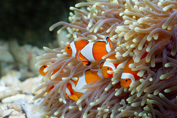 Naklejka na ściany i meble Cute anemone fish playing on the coral reef, beautiful color clownfish on coral feefs, anemones on tropical coral reefs
