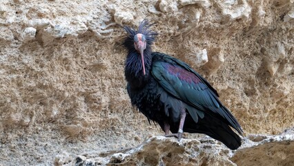 Ibis eremita, Ibis, Peligro de extinción, Vejer de la Frontera, Cádiz, ave, animal, naturaleza,...