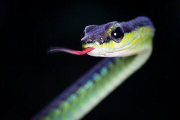 Closeup head Dendrelaphis formosus snake, Dendrelaphis formosus snake closeup on isolated background
