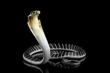 Fototapeta premium Baby king cobra on isolated background, King cobra snake 
