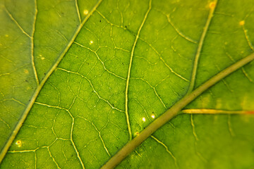 green leaf background