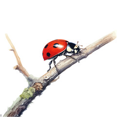 vector Illustration of ladybug with black spots on tree branch isolated on white background.
