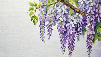 Oil painting of a wisteria pure white background canvas, copyspace on a side