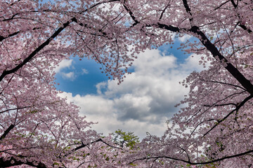 Vivid pink Cherry Blossom (Sakura) in the shape of a heart with a blue sky behind