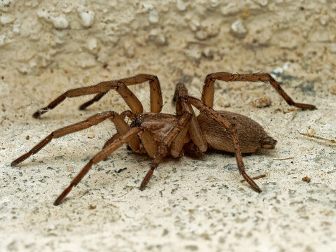 Gew&ouml;hnliche Steinplattenspinne (Drassodes lapidosus), weiblich
