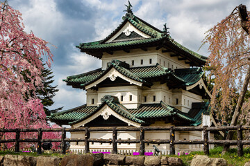 Pink Cherry Blossom and a springtime blue sky surrounding an old Japanese castle