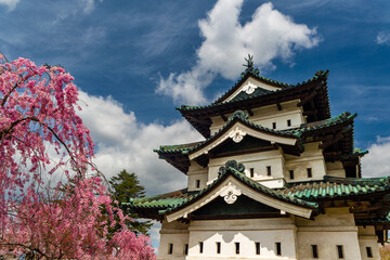 Pink Cherry Blossom and a springtime blue sky surrounding an old Japanese castle
