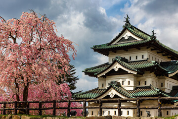 Beautiful colorful Cherry Blossom (Sakura) surrounding an old Japanese castle (Hirosaki Castle, Aomori, Japan)