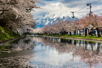 Beautiful, vivid Cherry Blossom (Sakura) with a towerig, snow-capped volcano behind