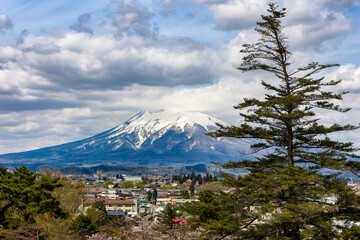Snowcapped volcano with foreground Sakura during springtime