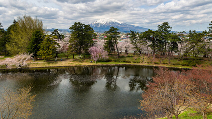 Snowcapped volcano Mount Iwaki with colorful Cherry Blossom trees in the foreground (Hirosaki, Japan)