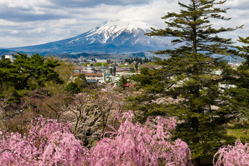 Snowcapped volcano Mount Iwaki with colorful Cherry Blossom trees in the foreground (Hirosaki, Japan)