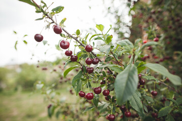 Fruit produced from flowering plant, cherries hanging from tree branch