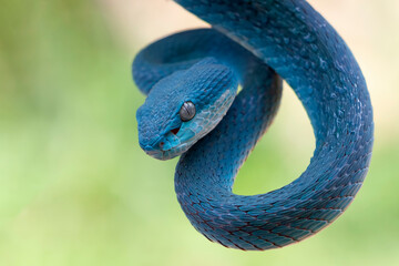 Blue viper snake closeup on branch, head of viper snake, Blue insularis, Trimeresurus Insularis