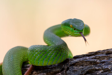Green albolaris snake side view, animal closeup, green viper snake closeup head, Indonesian viper snake