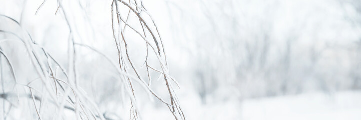 Snow and rime ice on the branches of bushes. Twigs covered with hoarfrost. Plants in the park are covered with hoar frost. Cold snowy winter weather. Frosting texture. Wide panoramic light background.
