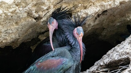 Ibis eremita, Ibis, Peligro de extinción, Vejer de la Frontera, Cádiz, ave, animal, naturaleza, pico, fauna, pareja, nido