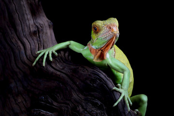 Red iguana closeup head on wood, Iguana closeup