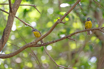 Two Eastern Yellow Robins on a tree