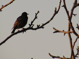 zwitschernder Vogel im Frühling in der Natur
