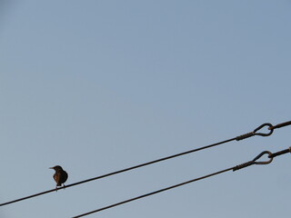 zwitschernder Vogel im Fr&uuml;hling in der Natur