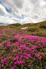 Obraz premium The blooming season of rhododendrons under the peak of Pip Ivan Chornohirskyi mountain