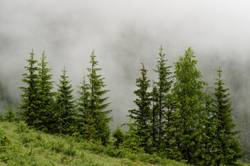 Forest in the fog, rainy and foggy morning in the mountains. Top of pine and spruce in the highlands after rain.