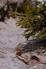 A small pine tree is sprouting in the rugged terrain of a rocky hillside