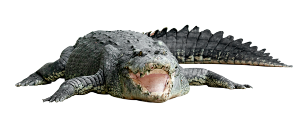 Crocodile opens its mouth isolated