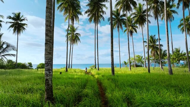Aerial view of Long Beach with beautiful coastline and tropical palm trees, San Vicente, Palawan, Philippines.