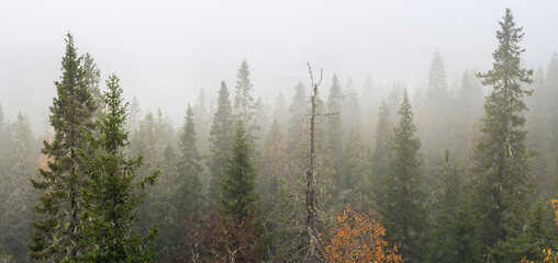 Foggy old-growth spruce forest in Närängänvaara, Kuusamo, Finland
