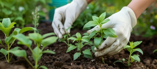 A person in white gloves planting or caring for young green plants. Gardening tips, plant care, environmental conservation background.
