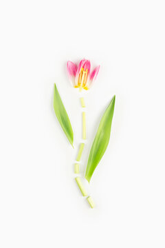 Artistic Disassembled Tulip on White Background