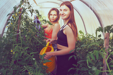 Greenhouse with tomato seedlings and two young Caucasian women inside, watering plants from garden watering cans.