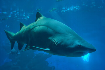 Large white shark swimming in a blue tank.