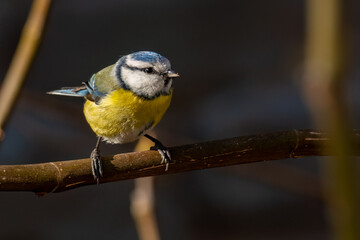 Eurasian blue tit is perched on a branch