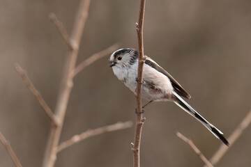 Long-tailed tit is perched on a branch and singing with wide open beak
