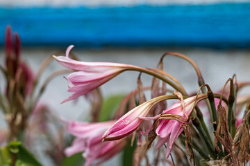 pink lily flower on sky